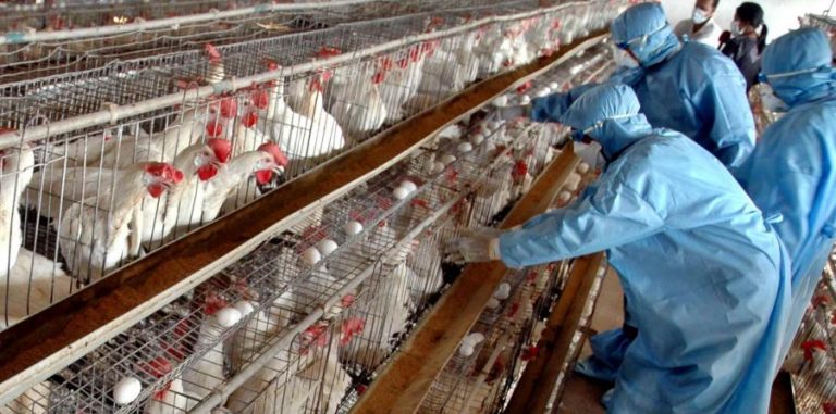 China suspende medidas para la importación de pollo de Estados Unidos