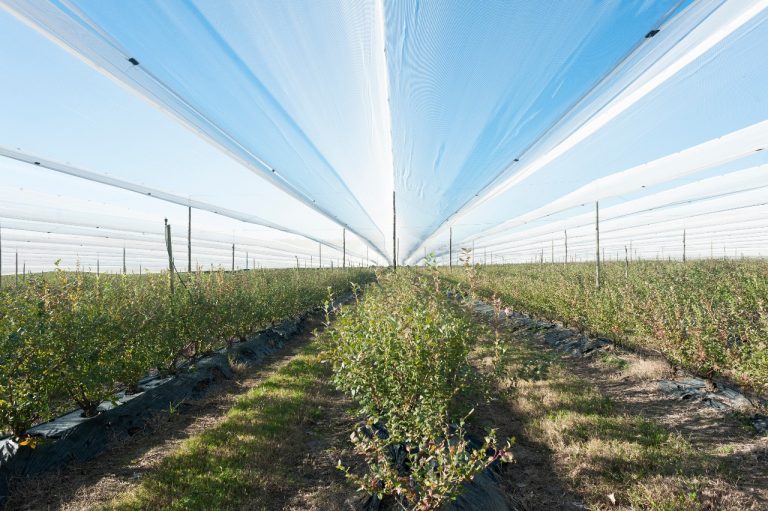 Alerta de productores de arándanos por pérdidas