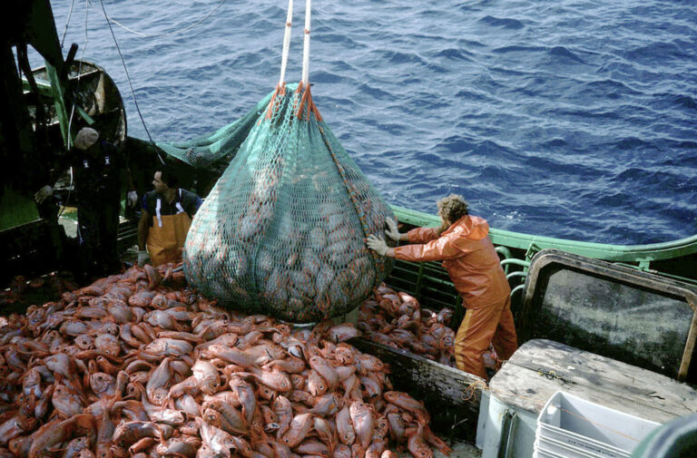 Destacan la reducción de retenciones a exportaciones pesqueras como generador de empleo