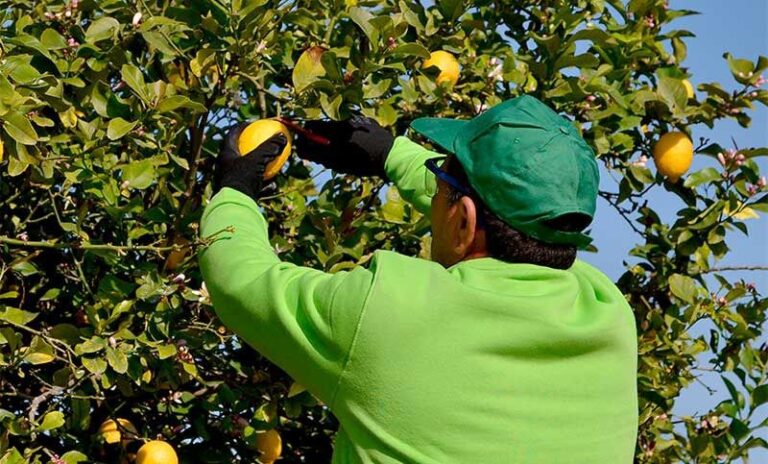 UATRE consiguió un pago para los trabajadores del citrus de Tucumán que aguardan la temporada