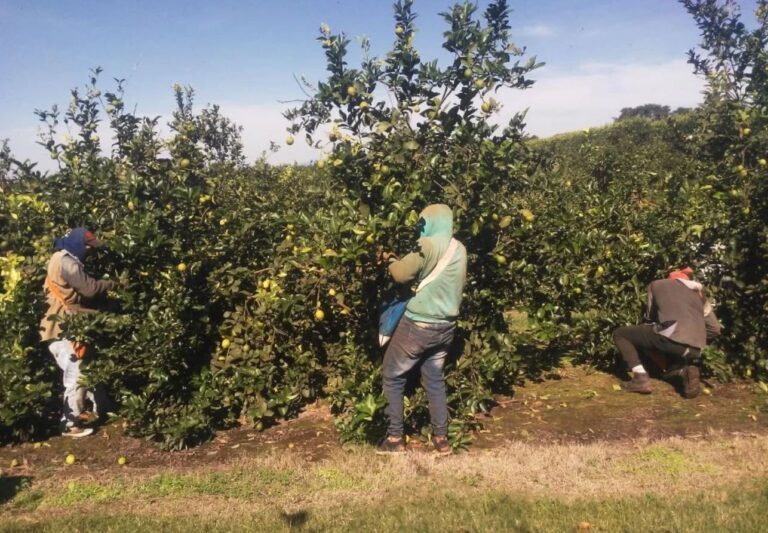 UATRE acordó un 47% de aumento para los trabajadores del citrus