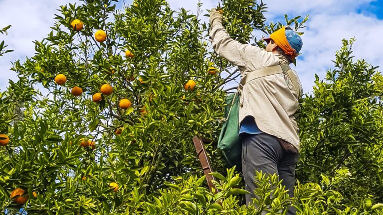 Los trabajadores rurales del citrus percibirán aumento del jornal