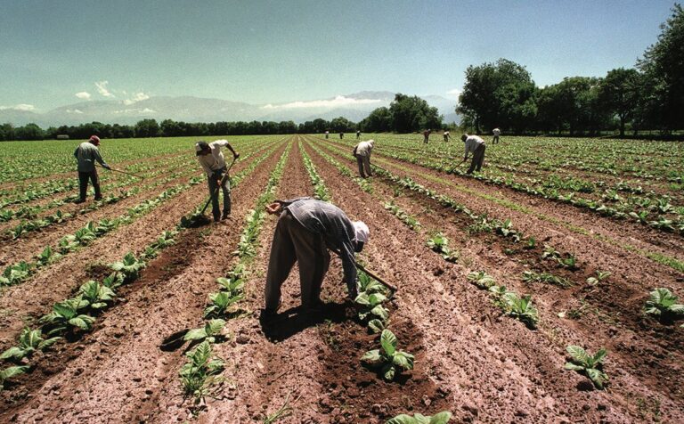 UATRE acordó un 104% de aumento interanual para el trabajo rural