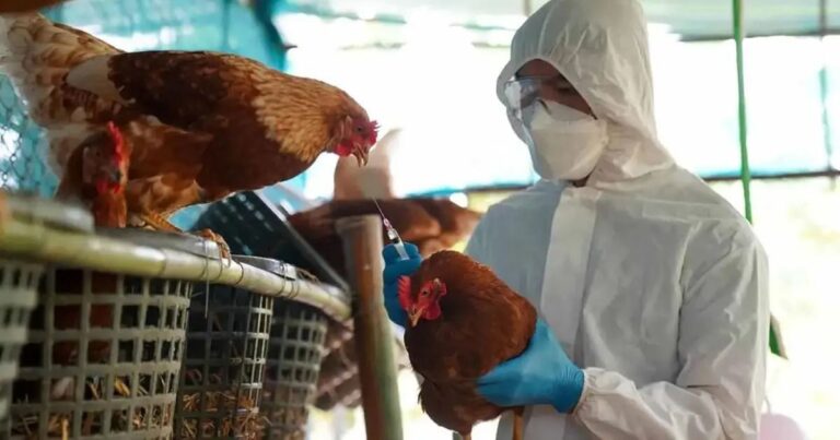 Paritaria Avícola: La UATRE revisa los salarios para el último trimestre y lleva el inicial de los avícolas a los 260 mil pesos